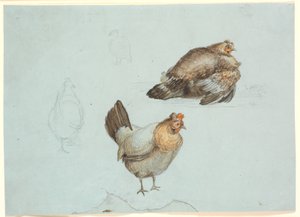 Hühner. Studie