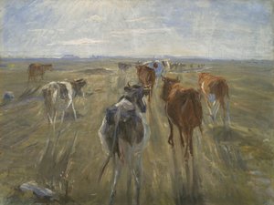 Lange Schatten. Rinder auf der Insel Saltholm