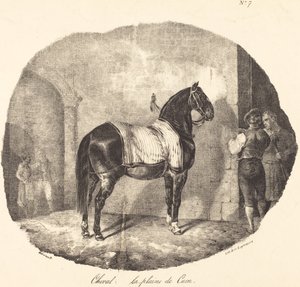 Pferd aus der Ebene von Caen