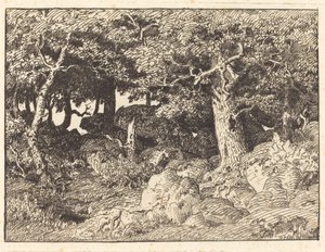 Felsen-Eichen
