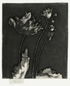 Letzte Mohnblumen