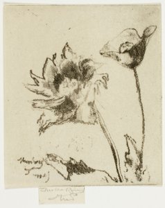 Zwei Blumen