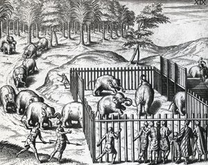 Elefantenjagd im Königreich Pegu, jetzt Myanmar, von Theodor de Bry, Gravur