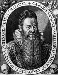 Porträt von Gaspard Bauhin, Schweizer Botaniker, Gravur von Theodore de Bry von Theodore de Bry