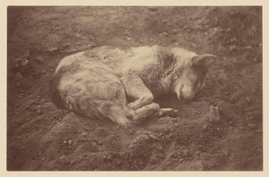 Schlafender Hund