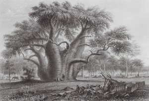 Australien: Der Boadab-Baum von Thomas (after) Baines