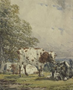 Studie von Rindern, 19. Jahrhundert von Thomas Baker