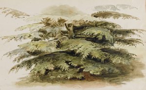 Studie eines Zedernbaums in Merton von Thomas Baxter