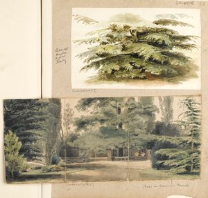 Eine Studie einer Zeder in Merton von Thomas Baxter
