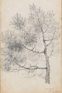 Studie einer Kiefer in Merton (recto)