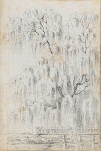 Studie eines Baumes, der über Wasser bei Merton hängt (recto)