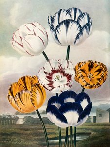 Tulpen von Thomas Baxter