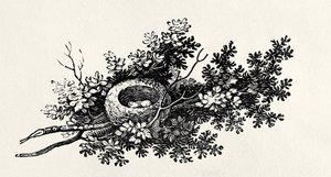 Vogelnest, aus der 