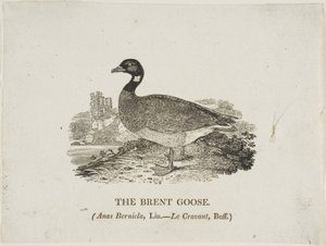Ringelgans von Thomas Bewick
