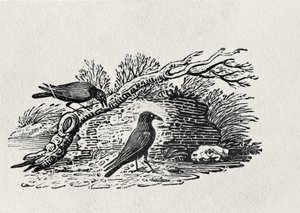 Krähen (Corvus corone corone) aus der 