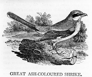 Großer grauer Würger, Illustration aus 