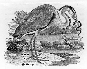Reiher, Illustration aus 