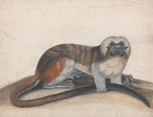 Studie für "Der Pinche oder Rotschwanzaffe" (ehemals der Baumwollkopf-Marmoset) von Thomas Bewick