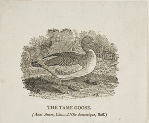 Zahme Gans von Thomas Bewick