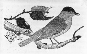 Die Mönchsgrasmücke, Illustration aus 