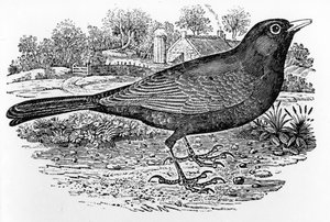 Die Amsel, Illustration aus 
