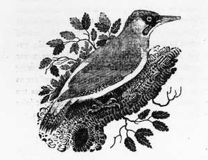Der Grünspecht, Illustration aus 
