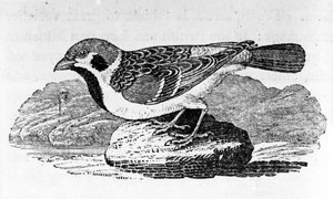 Der Bergspatz, Illustration aus 