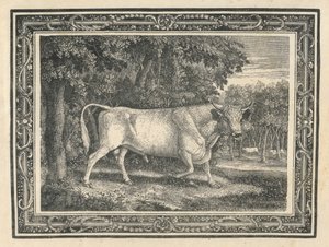 Der wilde Stier von Chillingham