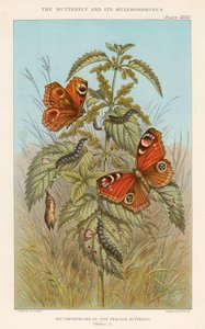 Metamorphosen des Pfauenauges von Thomas Brown