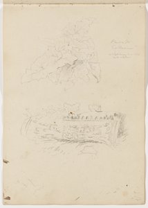 Pflanze im Kolosseum; Architektonisches Fragment