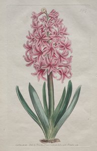 The Botanical Magazine or Flower Garden Displayed: Gartenhyazinthe von Thomas Curtis