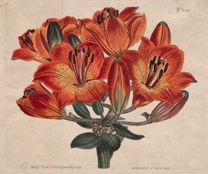 The Botanical Magazine or Flower Garden Displayed: Doldenblütige Zwiebeltragende Orange-Lilie von Thomas Curtis