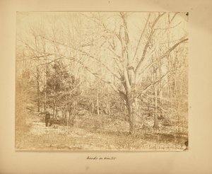Wald im Winter von Thomas E. Jevons