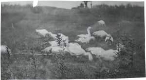 Gänse an der Stelle des Netzflickens, Gloucester, N.J., 1881 von Thomas Eakins