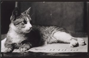 Die Katze von Mrs. Thomas Eakins, um 1880-1890 von Thomas Eakins