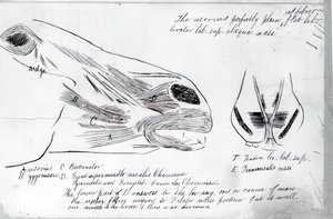Unbetitelte anatomische Studie des Pferdekopfes, 1878 von Thomas Eakins