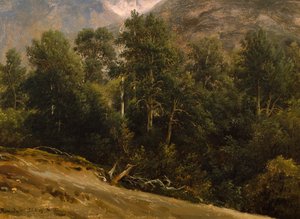 Wald in Romsdal