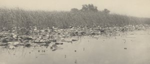 Seerosen, 1886