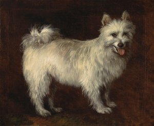 Spitzhund