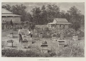 Eine Imkerei in Queensland von Thomas Harrington Wilson