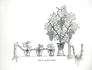 Schichtungen von Reben, aus Thomas Mawson