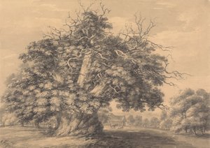 Die Kastanie in Little Wymondley, Hertfordshire