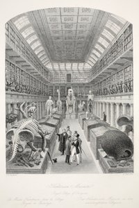 Hunterian Museum, Royal College of Surgeons, aus 