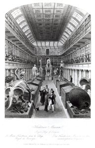 Das Hunterian Museum, Illustration zu 