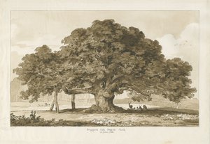 Blithfield - Bettler-Eiche: Sepia-Zeichnung, 1837