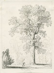 Blithfield - Königseiche: Feder- und Tuschzeichnung von Thomas Peploe Wood