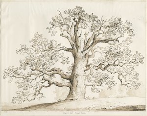Blithfield - Squitch Eiche (1837) von Thomas Peploe Wood
