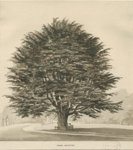 Ingestre - Zedernbaum
