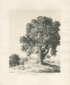 Shugborough Park - Esche: Feder- und Tintenzeichnung