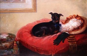 Ihr Lieblingshaustier: ein Manchester Terrier auf einem roten Kissen von Thomas Smythe